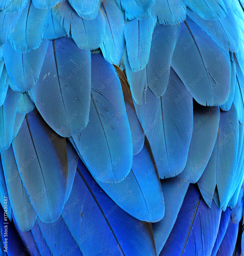 Close up blue texture of blue and gold macaw parrots rump feathers, amazing background