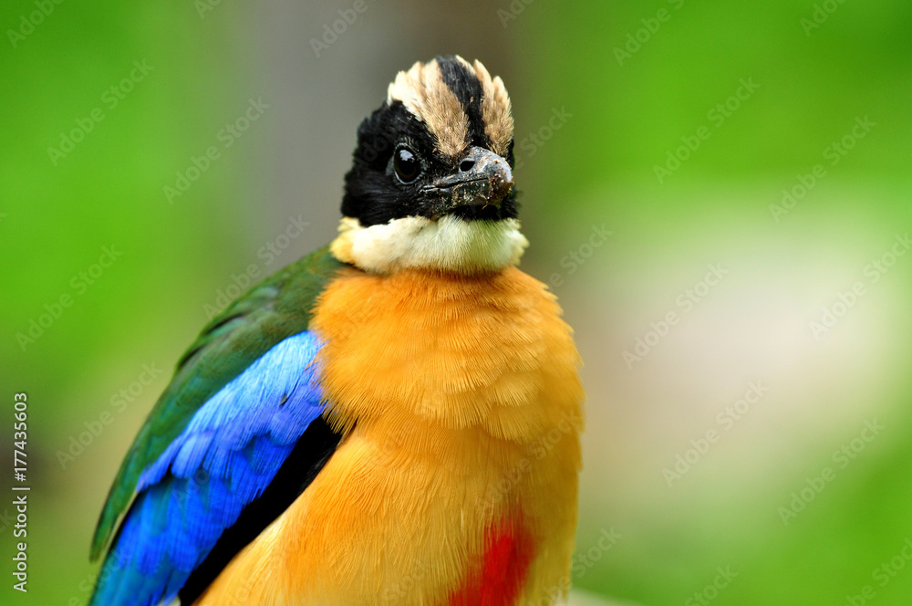 Close up of Blue-winged pitta (Pitta moluccensis) fascinated multiple colors bird with spiky head an