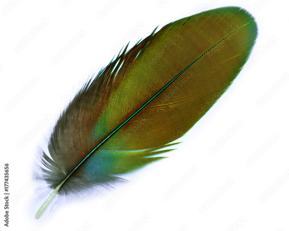 Close up of golden bird feathers over white background, exotic plumage