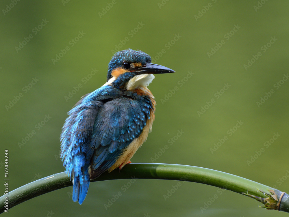 Common Kingfisher (Alcedo atthis) calmly perching on curved bamboo branch showing puffy back feather