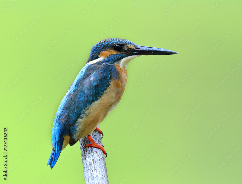 普通翠鸟（Alcedo atthis）欧亚或河流翠鸟，栖息在干旱地区的美丽蓝鸟