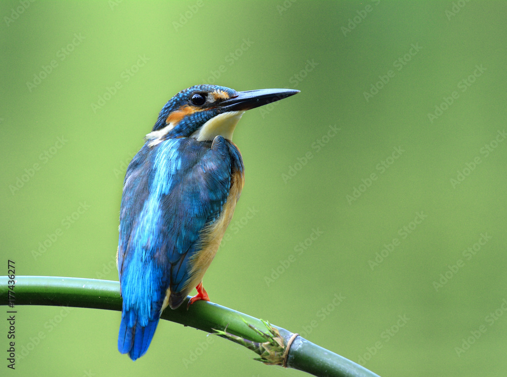 常见翠鸟（Alcedo atthis）欧亚或河流翠鸟，栖息在活体上的美丽蓝鸟