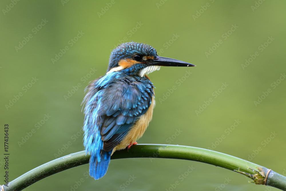 普通翠鸟（Alcedo atthis）栖息在弯曲的竹枝上，背部羽毛蓬松