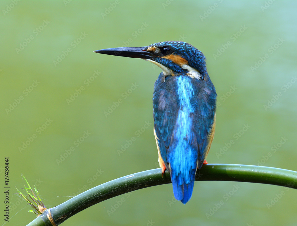 常见的翠鸟（Alcedo atthis）欧亚或河流翠鸟，栖息在绿色上的华丽蓝鸟