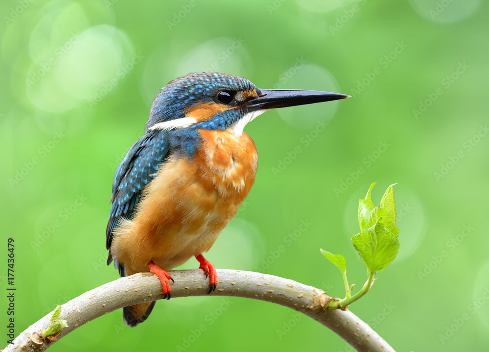 普通翠鸟（Alcedo atthis）栖息在新鲜的桑枝上，在溪流中钓鱼