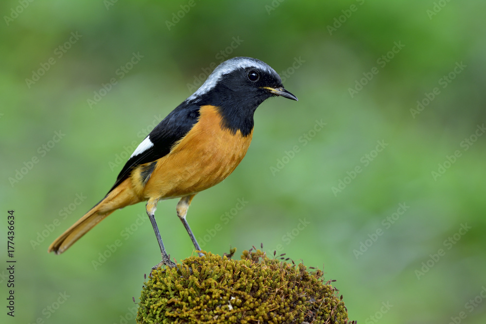 Daurian Redstart（Phoenicurus auroreus）美丽的橙色鸟类，翅膀黑色，头高银白色