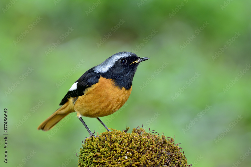 Daurian Redstart（Phoenicurus auroreus）美丽的橙色鸟类，黑色翅膀，银色头低p