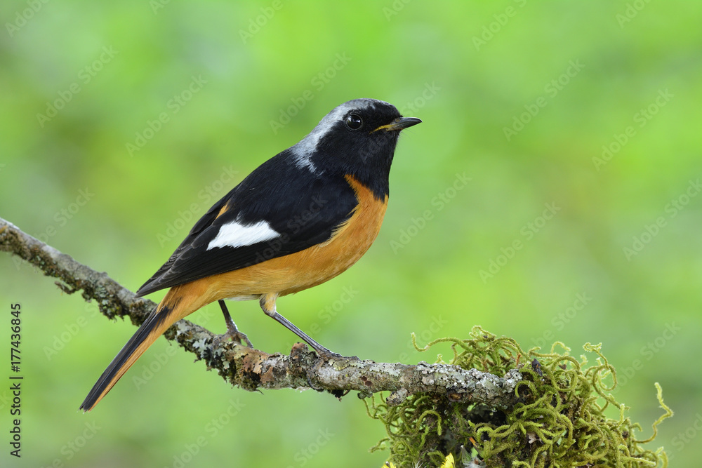 Daurian Redstart（Phoenicurus auroreus）美丽的橙色鸟类，黑色翅膀，银色头部nicel