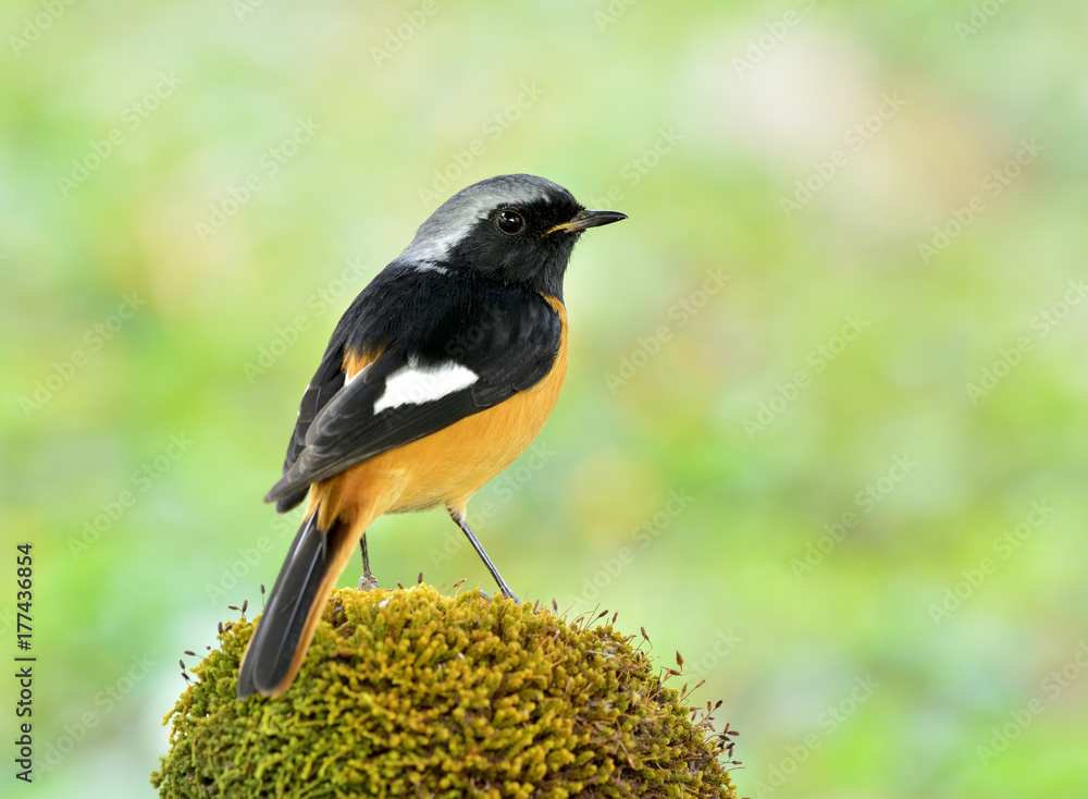 Daurian Redstart（Phoenicurus auroreus）美丽的橙色brid，黑色翅膀，银色头栖息