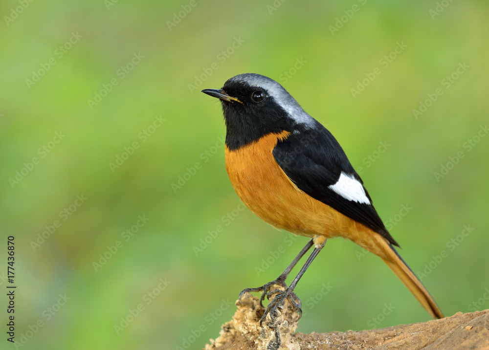 Daurian Redstart（Phoenicurus auroreus）美丽的雀形目鸟类，橙色腹部，银色头部f