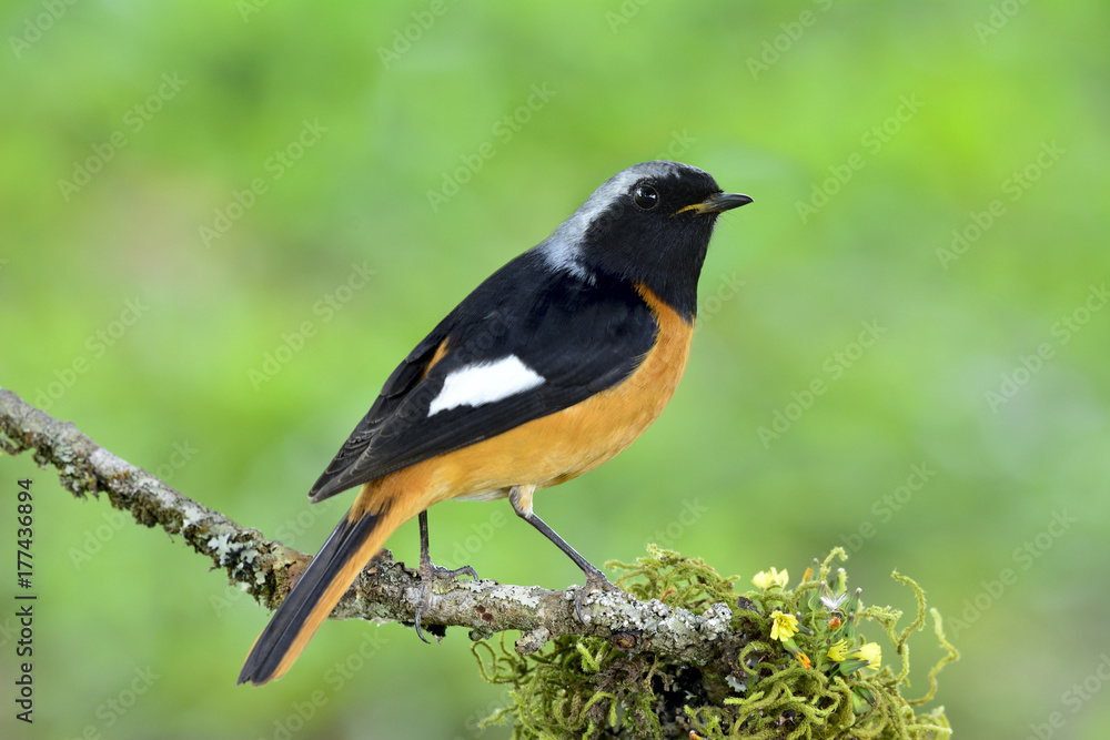 Daurian Redstart（Phoenicurus auroreus）美丽的雀形目鸟类，橙色腹部，银色头部