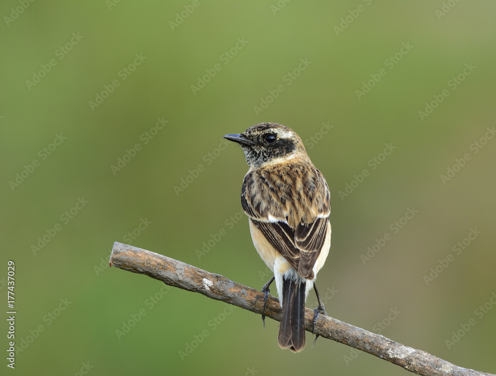 东部或Stejnegers Stonechat（Saxicola stejnegeri）栖息在st上的黑色头部棕色鸟类