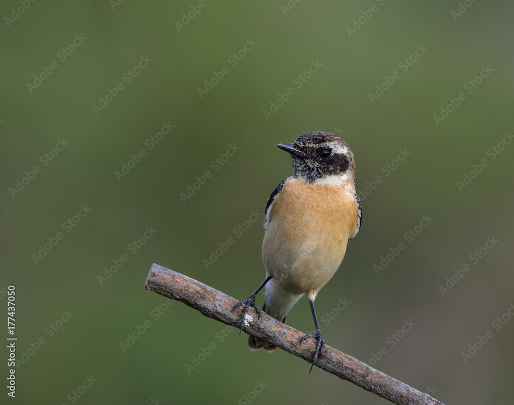 Eastern or Stejnegers Stonechat (Saxicola stejnegeri) brown bird with black head perching on the st