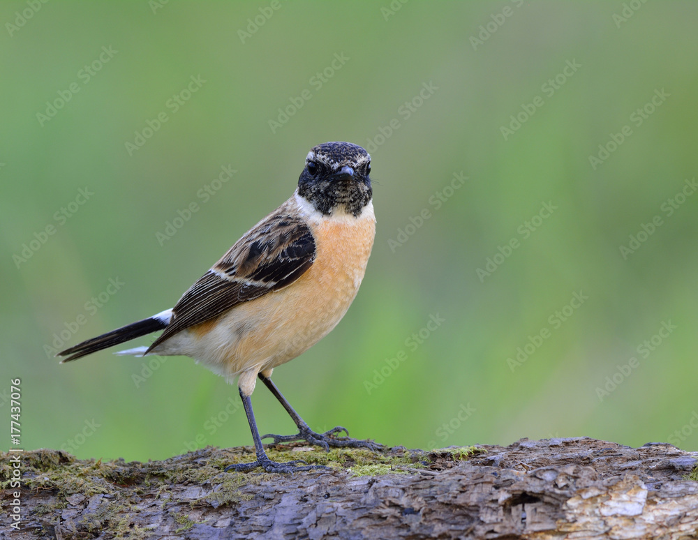 东部或Stejnegers Stonechat（Saxicola stejnegeri）棕色鸟，黑色头部栖息在窝上