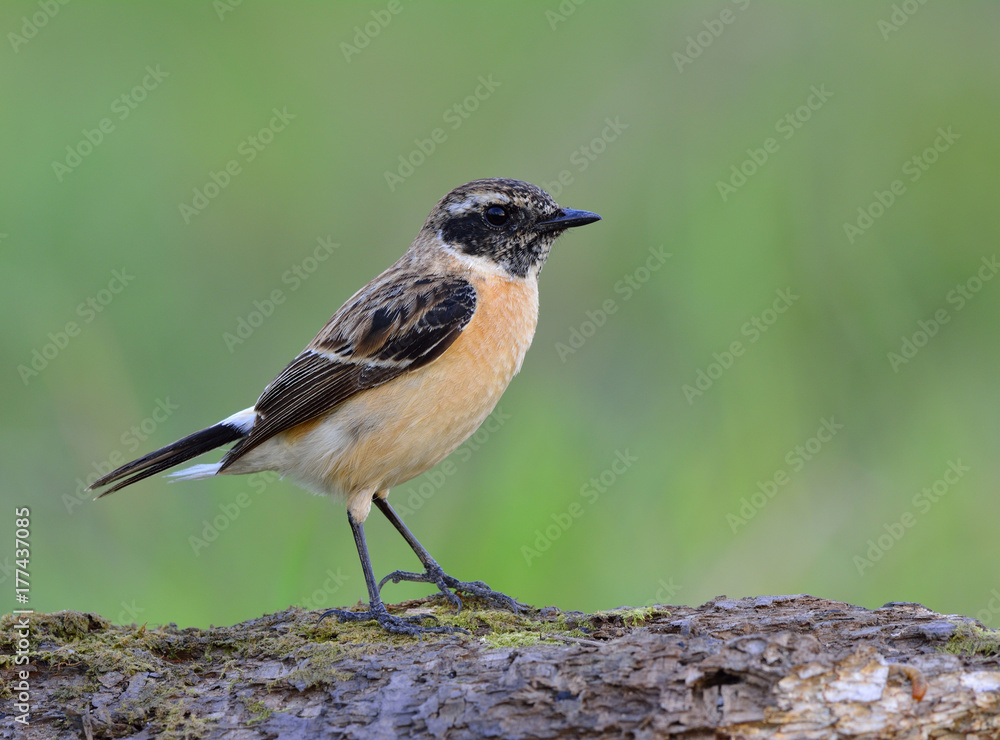 东部或Stejnegers Stonechat（Saxicola stejnegeri）棕色鸟类，伪装成黑色头部perc