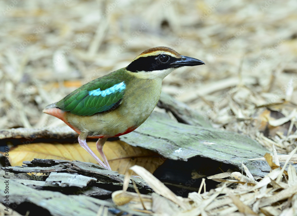 Fairy pitta (Pitta nympha) small and brightly green colore passerine bird feeds on earthworms, spide