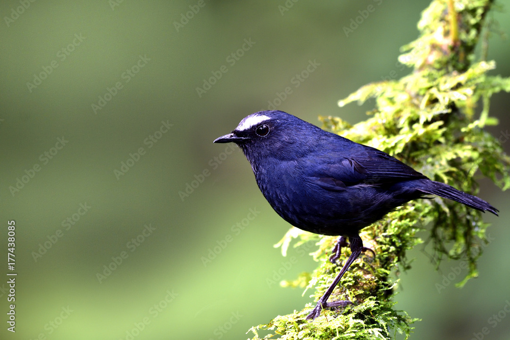 Fascinated dark blue perching on mossy branch over fine green background, White-browed Shortwing (Br