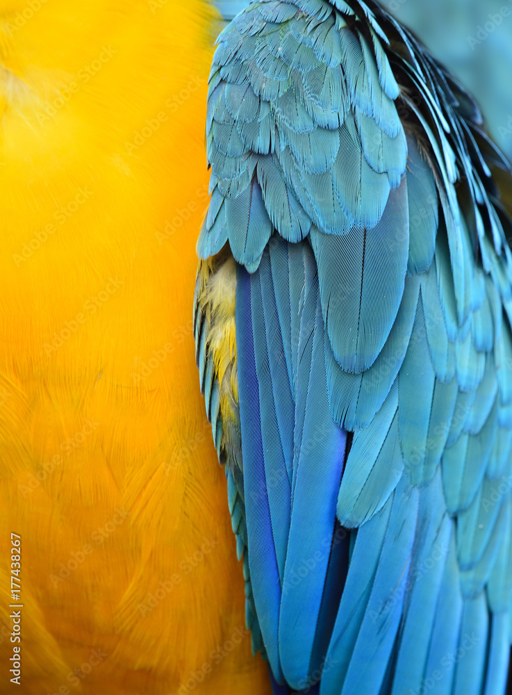 Fascinnated yellow and blue background of Blue-and-Gold Macaw parrot bird feathers, beautiful textur