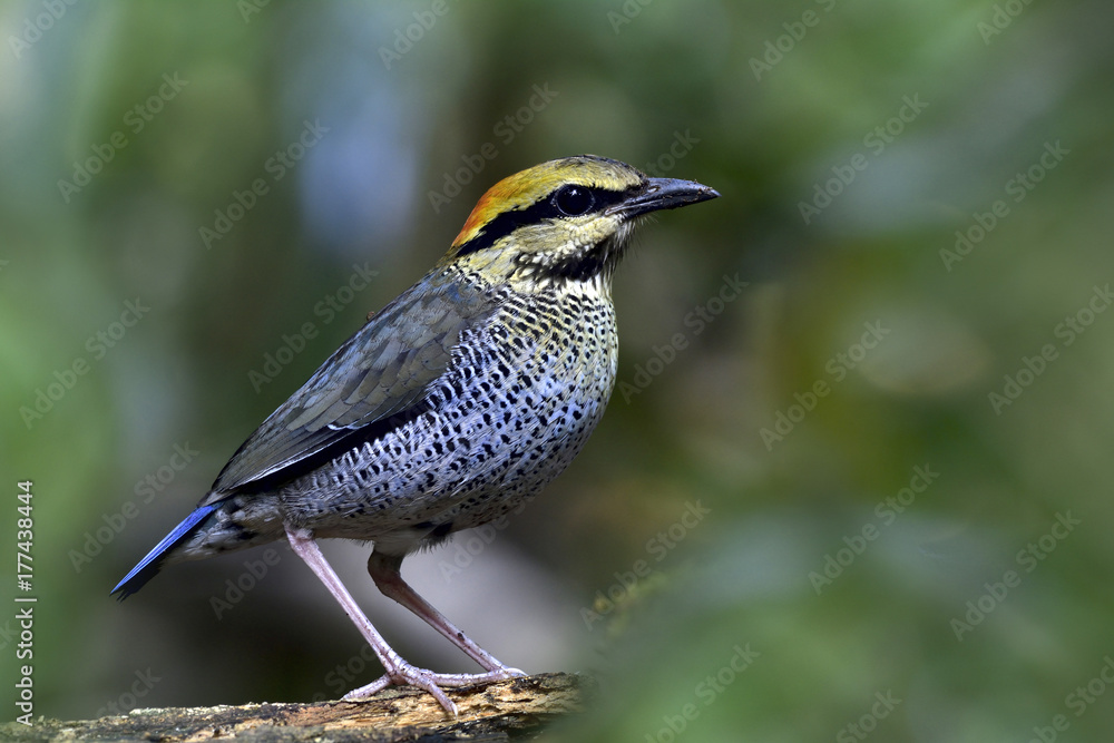 蓝腹蛛（Hydornis cyaneus）的雌性栖息在干燥的木头上，有模糊的四个地面和