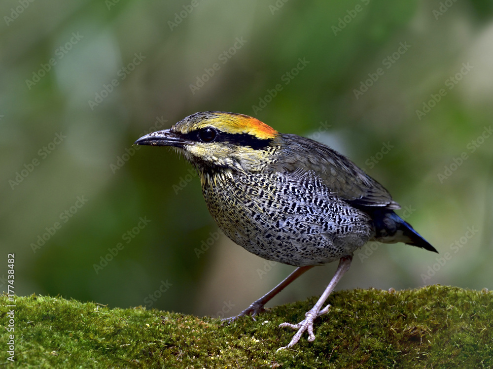 栖息在绿色苔藓地面上的蓝腹蛛（Hydornis cyaneus）雌性，地面模糊