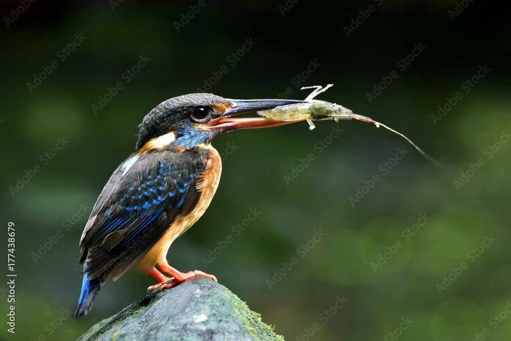 Female of Blue-banded Kingfisher (Alcedo euryzona) perching on rock in stream carrying shrimp prey t