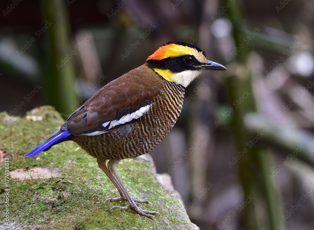 Female of Malayan Banded Pitta (Hydrornis guajana) beautiful brown stripe bird of Southern Thailand 