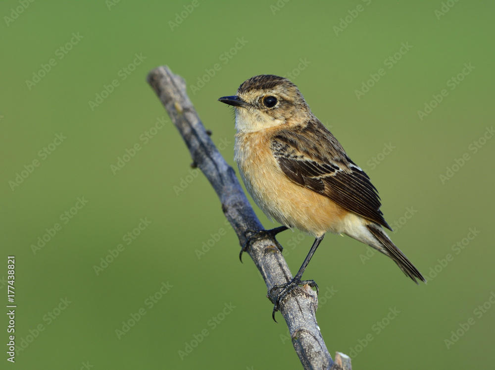 东部或Stejnegers Stonechat（Saxicola stejnegeri）美丽的棕色鸟类栖息在th上