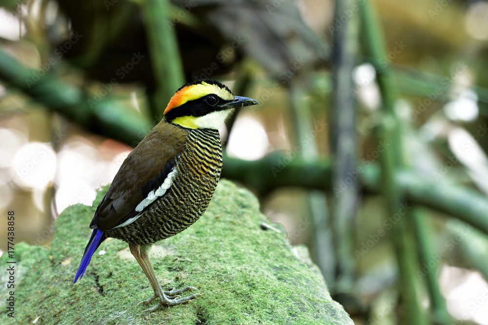 马来亚斑腹鹬（Hydrornis guajana）雌性，泰国南部棕色条纹留鸟