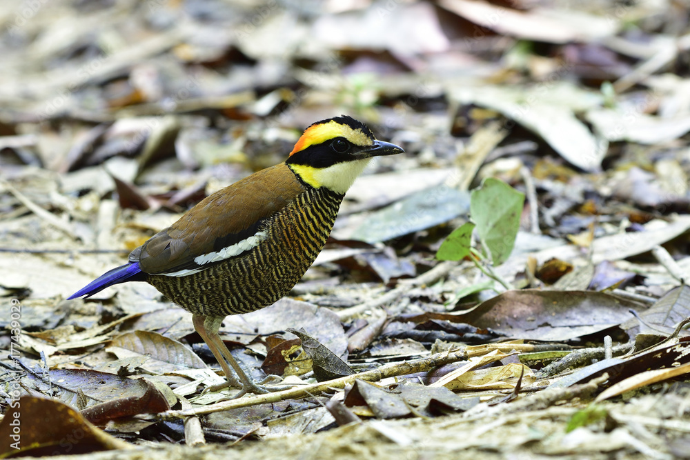 Female of Malayan Banded Pitta (Hydrornis guajana) standing on messy ground with dried leafs in natu