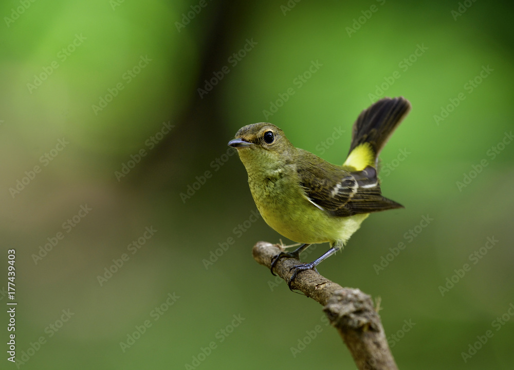 Female of Yellow-rumped, Korean or Tricolor flycatcher (Ficedula zanthopygia) lovely pale yellow to 