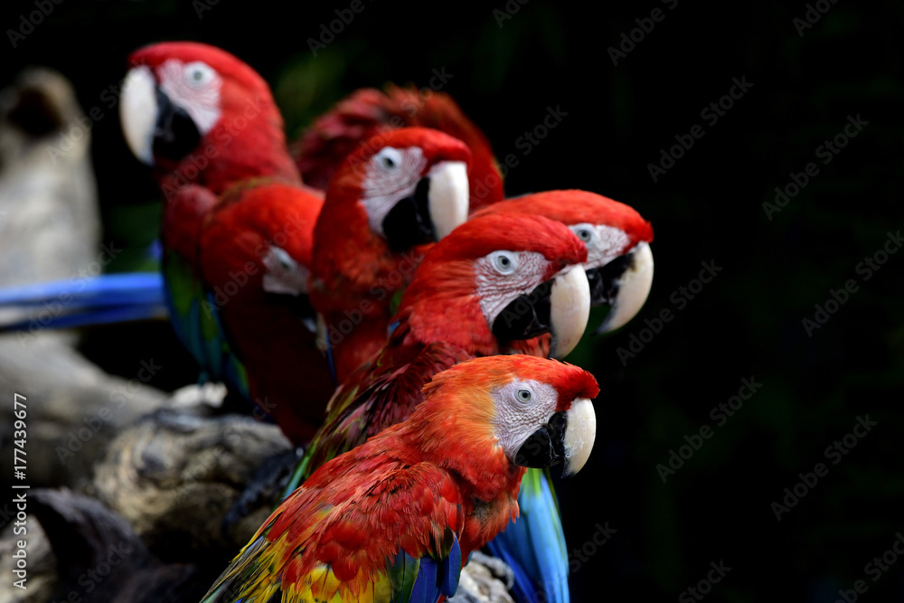 Flock of Scarlet macaw parrots gathering on the log over dark background, beautiful animal