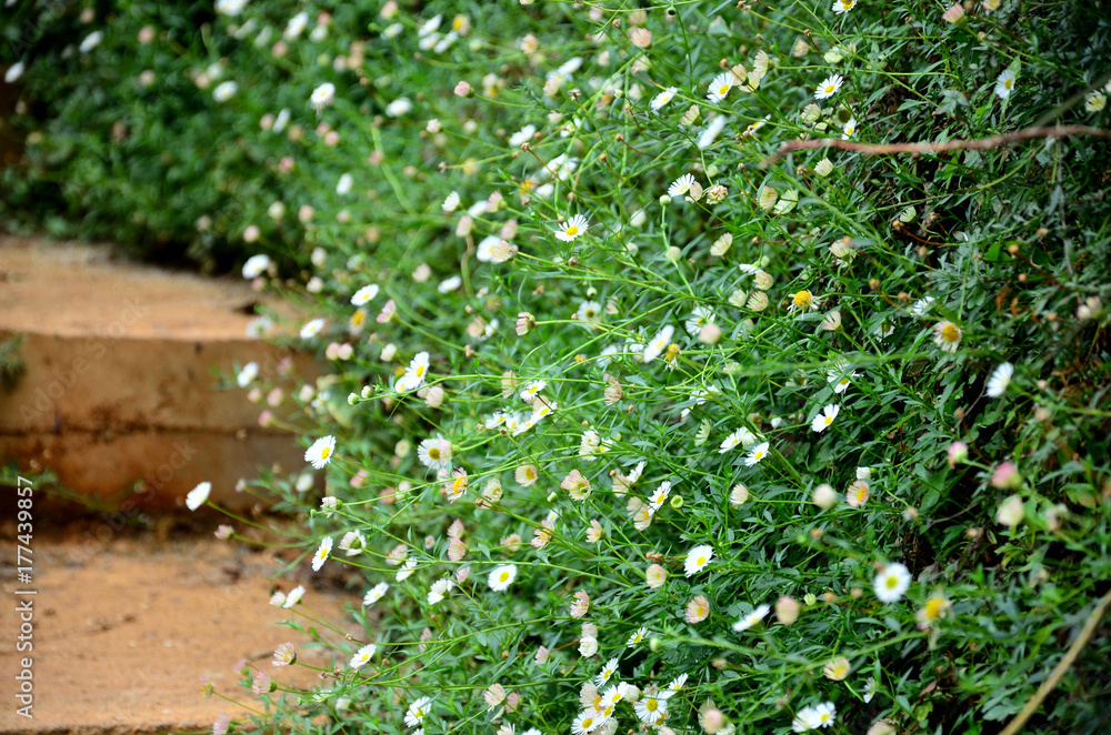 Freshness of daisy beside walkway in garden, beautiful backyard with bloom flowers