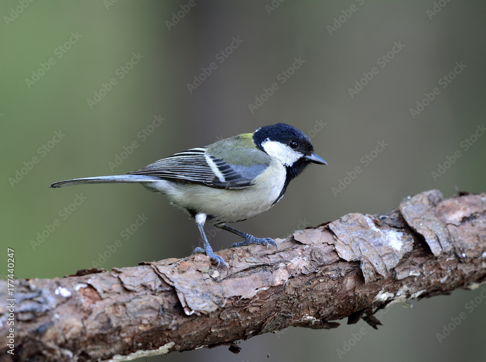 Great, Japanese or Oriental tit (Parus minor) grey to yellow back bird with bright cheek and black h