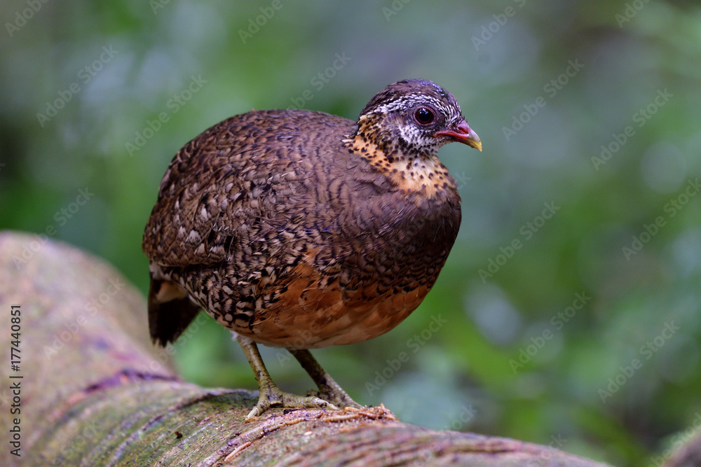 绿腿或鳞胸鹧鸪（Arborophila chlopus tonkinensis）可爱的棕色地bir