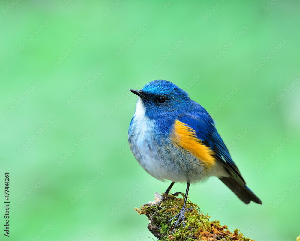 喜马拉雅蓝尾知更鸟或橙色两侧的丛林知更鸟（Tarsiger rufilatus）是一只可爱的胖乎乎的蓝知更鸟