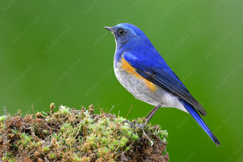 喜马拉雅蓝尾或橙色两侧的丛林知更鸟（Tarsiger rufilatus）美丽的蓝黄色鸟