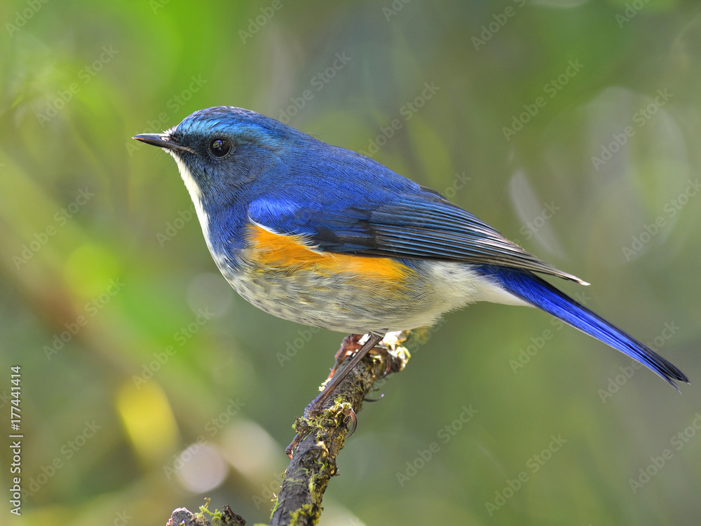 喜马拉雅蓝尾或橙色两侧的丛林知更鸟（Tarsiger rufilatus）美丽的橙色蓝鸟