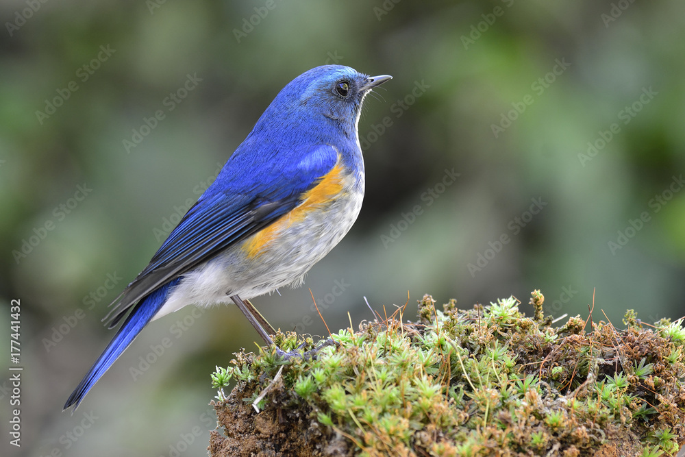 Himalayan bluetail or orange-flanked bush-robin (Tarsiger rufilatus) beautiful blue bird with yellow