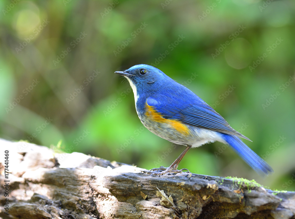 喜马拉雅蓝尾或橙色两侧的丛林知更鸟（Tarsiger rufilatus）美丽的蓝黄色鸟