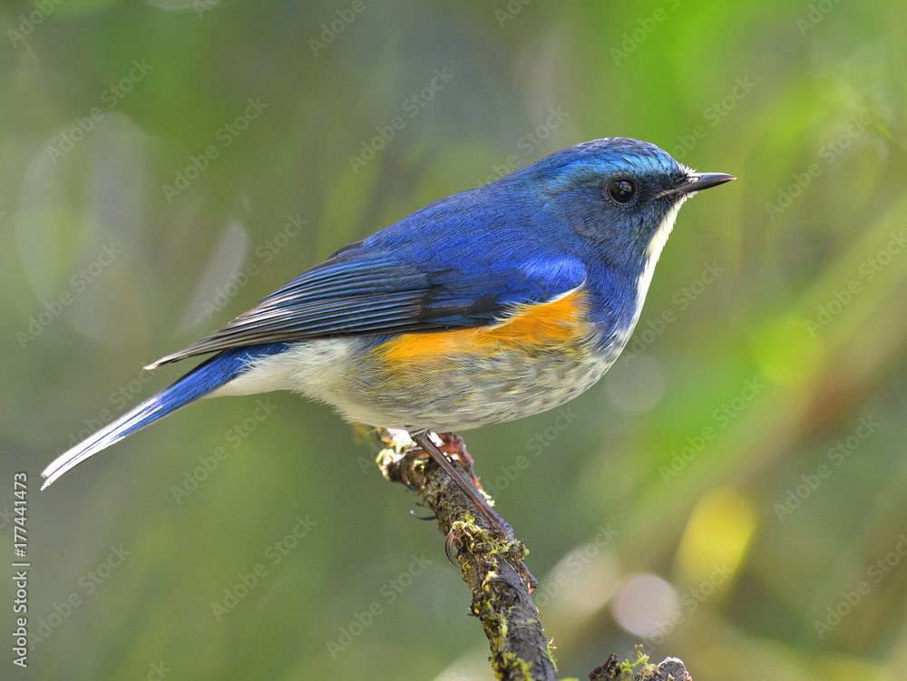 Himalayan bluetail or orange-flanked bush-robin (Tarsiger rufilatus) beautiful blue bird with yellow