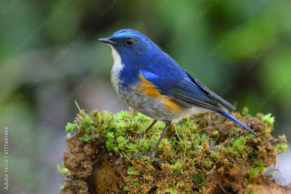 Himalayan bluetail or orange-flanked bush-robin (Tarsiger rufilatus) beautiful blue bird with yellow