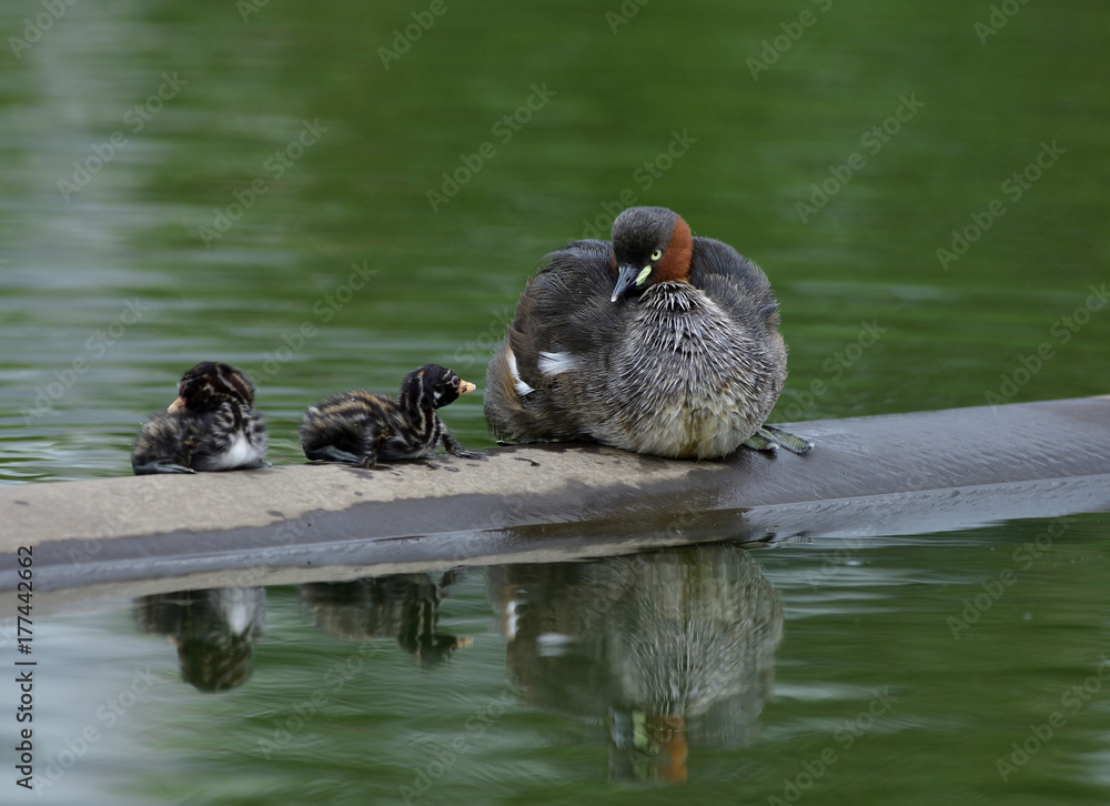 Lovely family of Little Grebe or Dabchick (Tachybaptus ruficollis) stay on dried spot in swamp with 