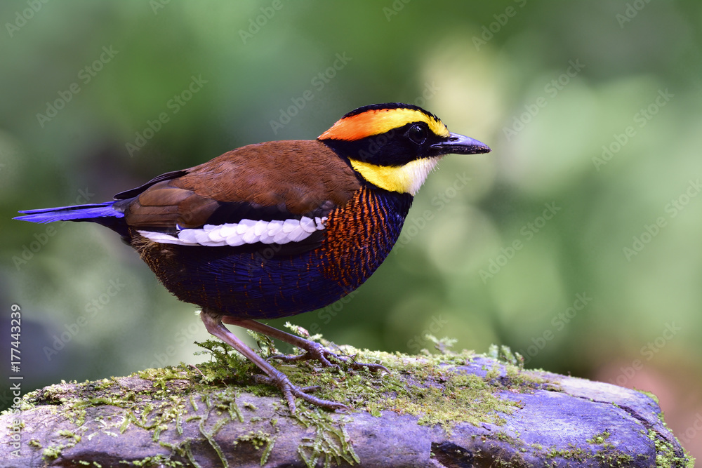 Malayan Banded Pitta（Hydrornis guajana）站在长满青苔的松鸡上的矮胖的多色雄鸟