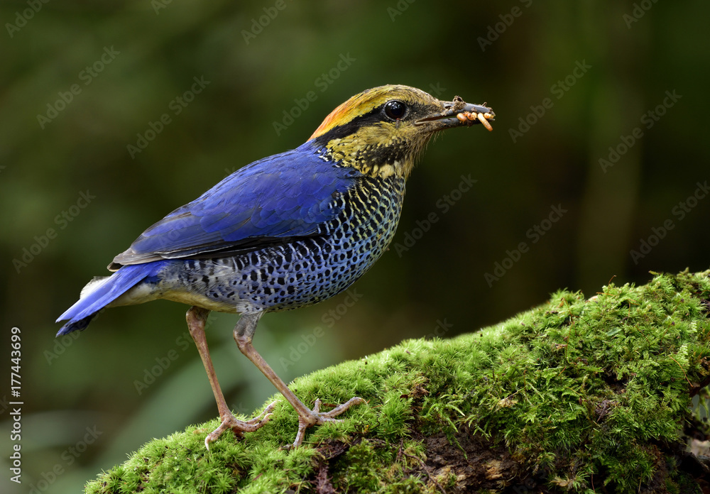 Blue Pitta（Hydrornis cyaneus）的雄性，一种收集蠕虫来喂养其b的鸟类。