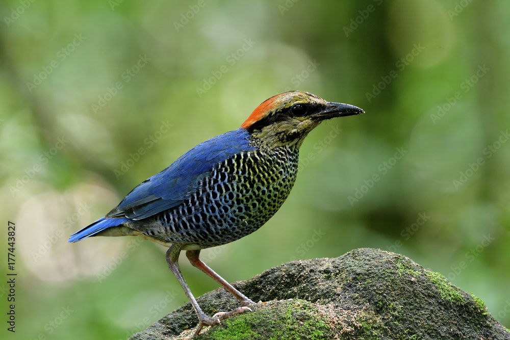 Blue Pitta（Hydrornis cyaneus）雄性蓝头蓝鸟栖息在灌木丛中的岩石上，非常着迷。