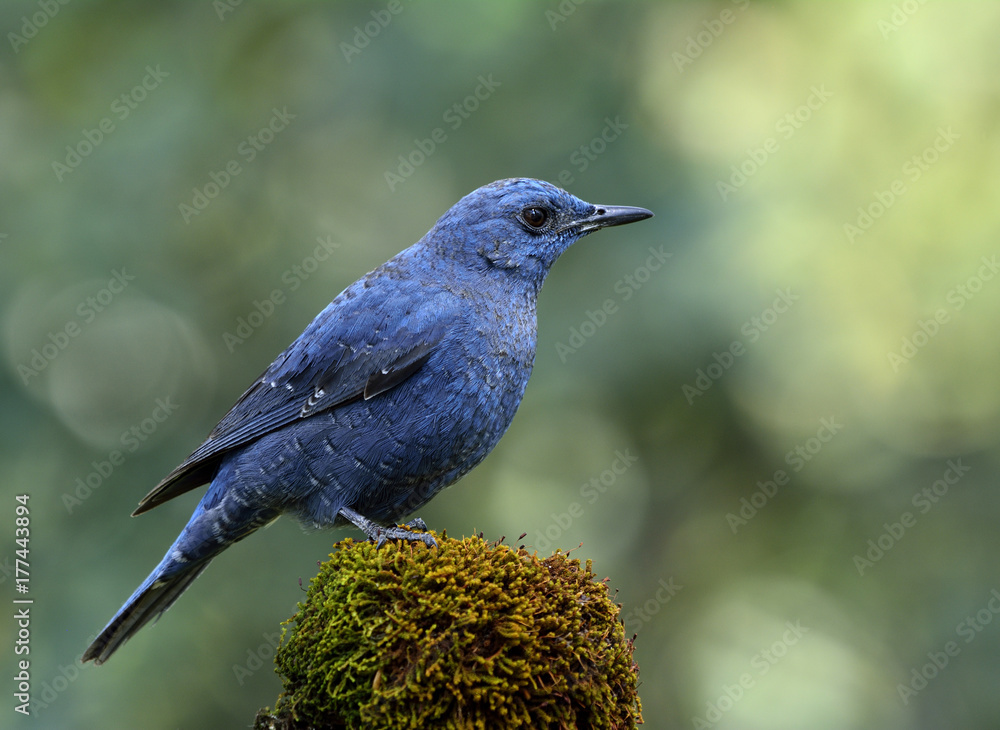 蓝岩画眉（Monticola solitarius）雄性，栖息在长满青苔的地方，颜色苍白，令人惊叹