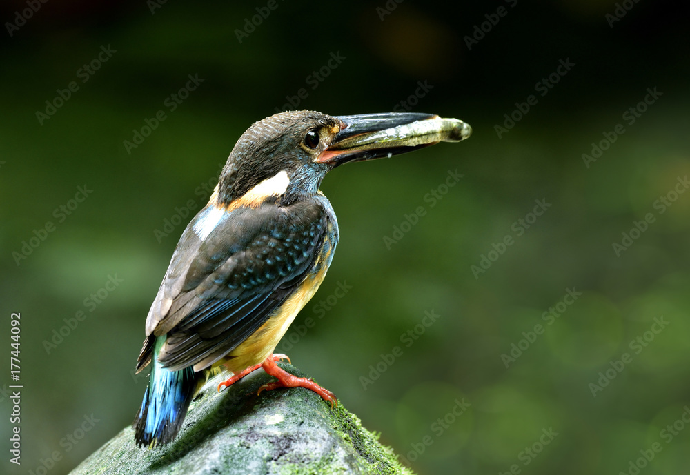 蓝带翠鸟（Alcedo euryzona）的雄性栖息在溪流中的岩石上，将新鲜的鱼带到f