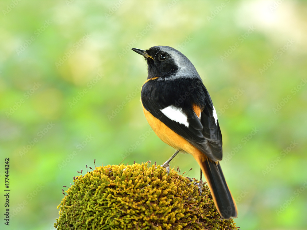 Daurian Redstart（Phoenicurus auroreus）雄性美丽的雀形目鸟类，有橙色的腹部和翅膀