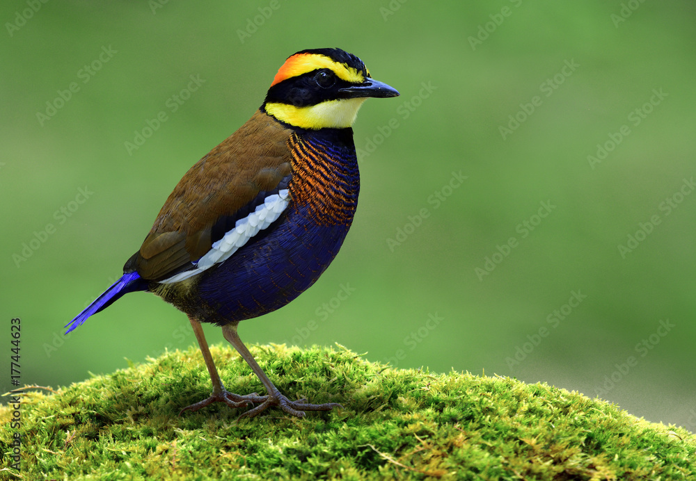 Male of Malayan Banded Pitta (Hydrornis guajana) colorful bird with blue belly brown back and fire h