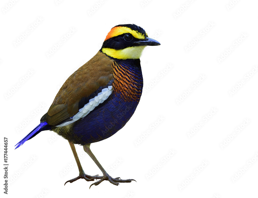 Malayan Banded Pitta（Hydrornis guajana）雄性，颜色为深蓝色，背部为棕色，白色条纹。